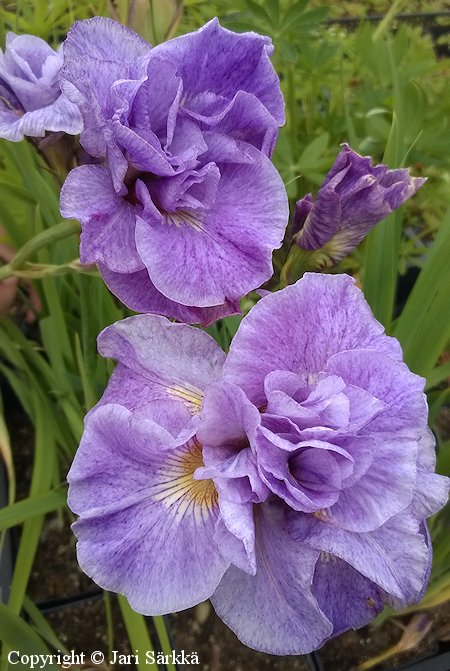 Iris Sibirica-Ryhm 'Pink Parfait', loistokurjenmiekka